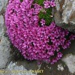 Androsace ciliata موطن