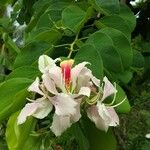 Bauhinia monandra 花