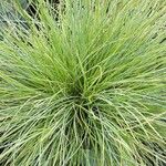 Festuca glauca Feuille