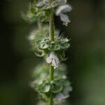 Ocimum americanum Цвят