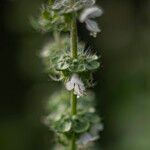 Ocimum americanum Kvet