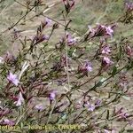 Plumbago europaea Otro