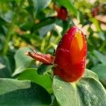 Costus woodsonii花