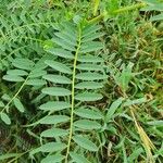 Astragalus atropilosulus Leaf