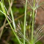 Piptatherum miliaceum Flower