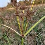 Cyperus alopecuroides Blüte