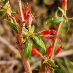 Woodfordia fruticosa Blomst