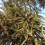 Araucaria araucanaBlad