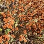 Eriogonum parvifolium Квітка