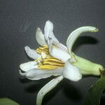 Passiflora candida Flor