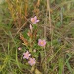 Centaurium littoraleBlomst