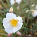 Helianthemum apenninum Blüte