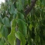 Celtis occidentalis Облик