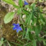 Buglossoides purpurocaerulea花