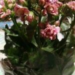 Kalanchoe blossfeldiana花