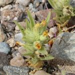 Mohavea breviflora Habitus