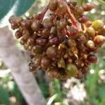 Palicourea rigida Fruit