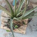 Tillandsia fasciculata Yaprak