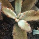 Kalanchoe tomentosa 葉