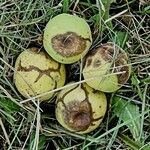 Juglans microcarpa Ffrwyth