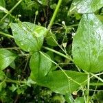 Claytonia sibirica Blatt