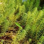 Myriophyllum aquaticum Habitus