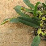 Bulbophyllum schinzianum Habit