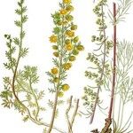 Artemisia campestris Flor