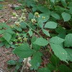 Rubus sprengelii Habit