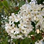 Cordia alliodora Flower