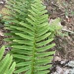 Polypodium interjectum ഇല