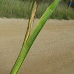 Iris spuria Bark