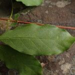 Cremaspora triflora Leaf