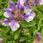 Scutellaria alpina Flower