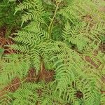 Pteridium centrali-africanum