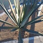 Agave tequilana Leaf