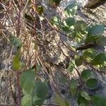 Capparis spinosa Leaf