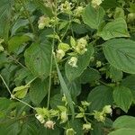Silene baccifera Hoja