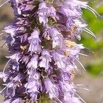 Agastache rugosa Virág