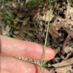 Panicum simile Leaf