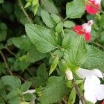 Salvia × jamensis Leaf
