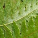 Blotiella pubescens Leaf