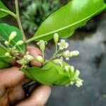 Aquilaria sinensis Blomst