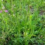 Dianthus armeria Leaf