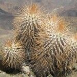 Pachypodium namaquanum ശീലം