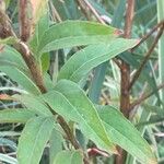 Oenothera parviflora पत्ता