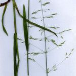 Milium effusum Floare