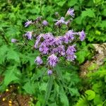 Lactuca alpina Flower