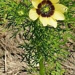 Adonis aestivalis Flor