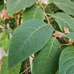 Cestrum elegans Ліст